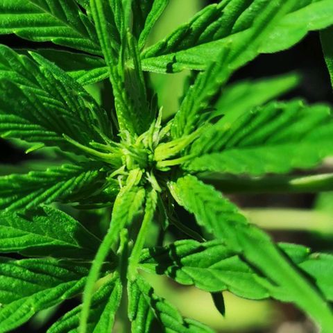 Auto Acid growlog timeline photo