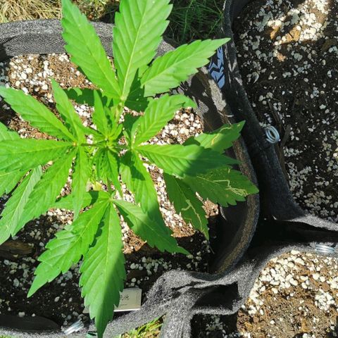 Stress Killer Automatic growlog timeline photo