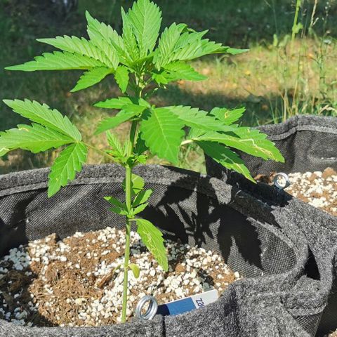 Stress Killer Automatic growlog timeline photo