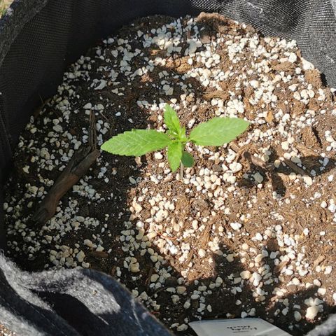 Auto Hindu Kush growlog timeline photo