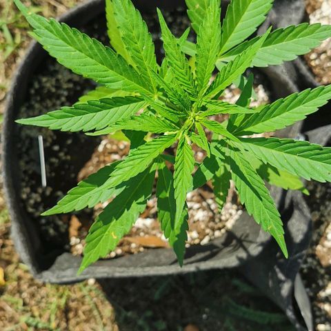 Auto Acid growlog timeline photo