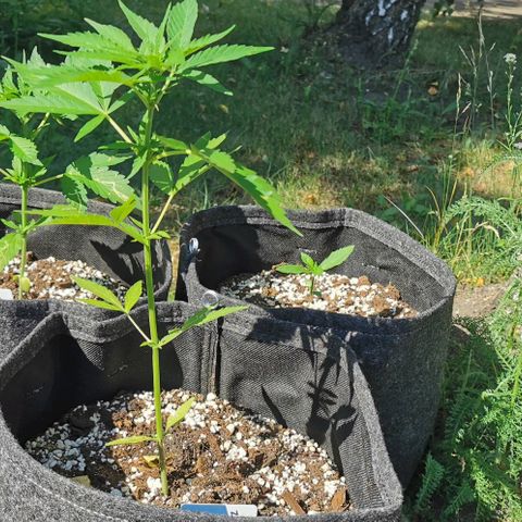 Auto Acid growlog timeline photo