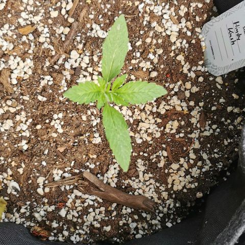 Auto Hindu Kush growlog timeline photo