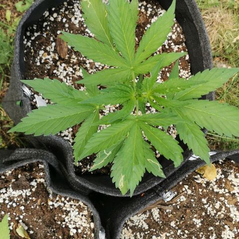 Stress Killer Automatic growlog timeline photo