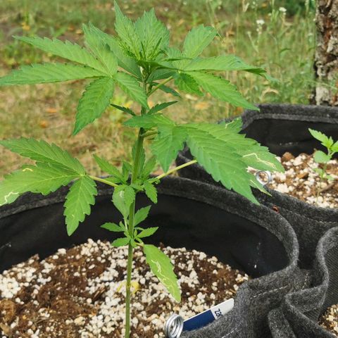Stress Killer Automatic growlog timeline photo