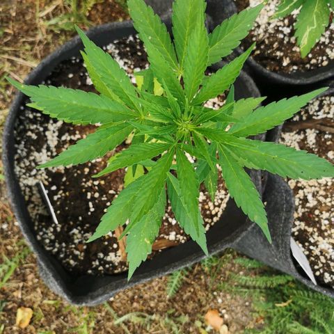 Auto Acid growlog timeline photo