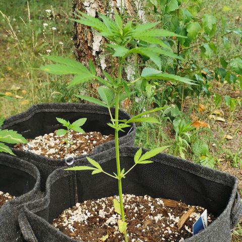 Auto Acid growlog timeline photo