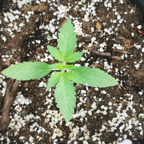 Auto Hindu Kush growlog timeline photo