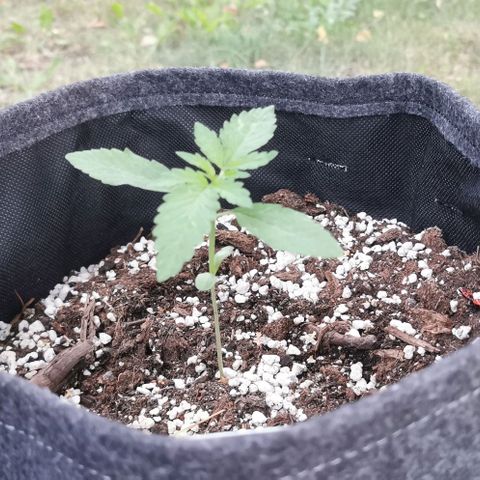 Auto Hindu Kush growlog timeline photo