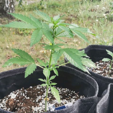 Stress Killer Automatic growlog timeline photo