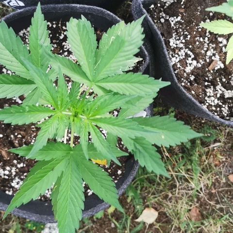 Stress Killer Automatic growlog timeline photo