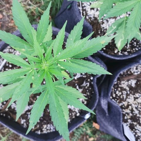 Auto Acid growlog timeline photo