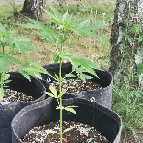 Auto Acid growlog timeline photo