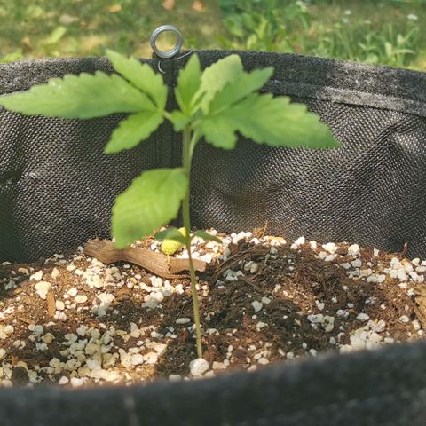 Auto Hindu Kush growlog timeline photo