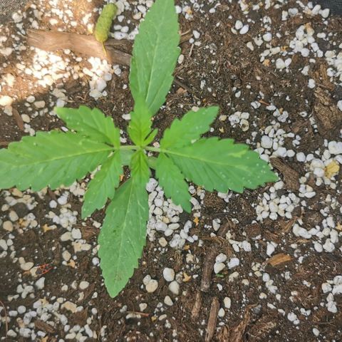 Auto Hindu Kush growlog timeline photo