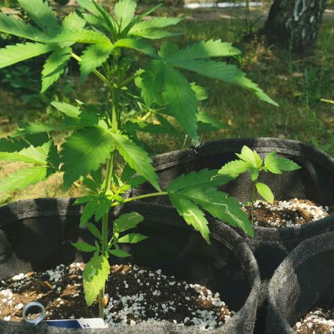 Stress Killer Automatic growlog timeline photo