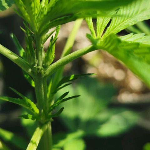 Stress Killer Automatic growlog timeline photo