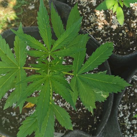 Stress Killer Automatic growlog timeline photo
