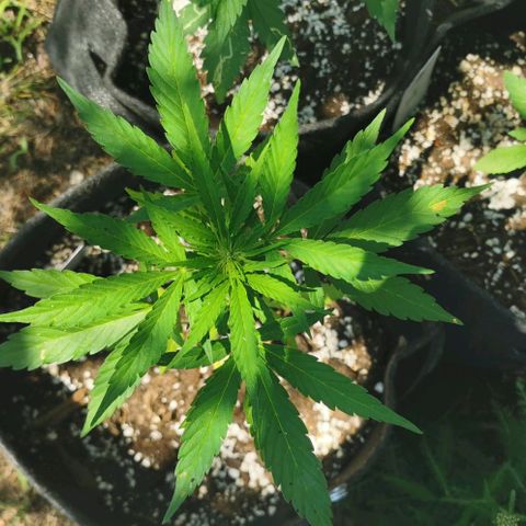 Auto Acid growlog timeline photo