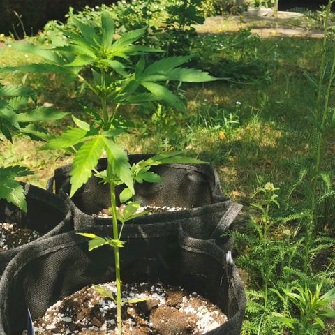 Auto Acid growlog timeline photo