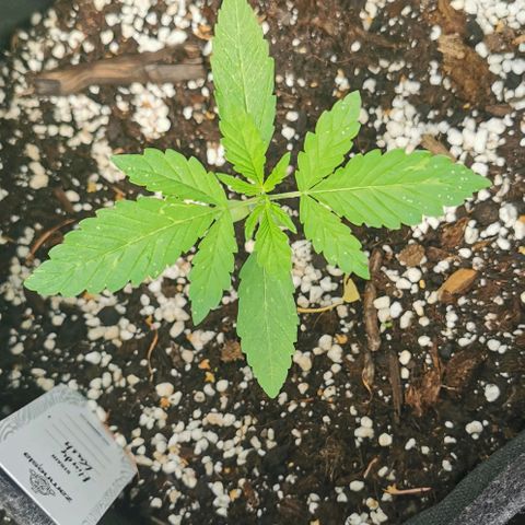 Auto Hindu Kush growlog timeline photo