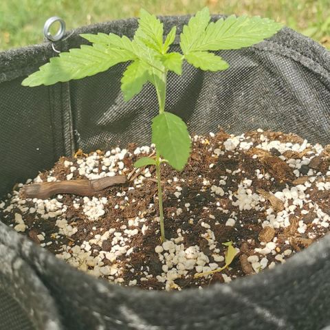 Auto Hindu Kush growlog timeline photo