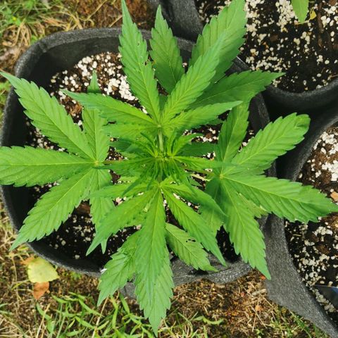 Stress Killer Automatic growlog timeline photo