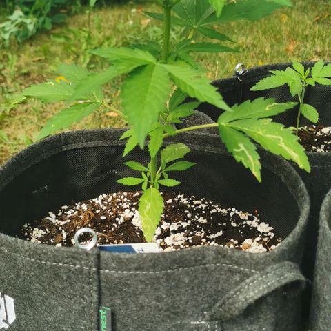 Stress Killer Automatic growlog timeline photo
