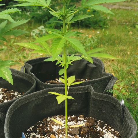 Auto Acid growlog timeline photo
