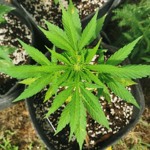 Auto Acid growlog timeline photo