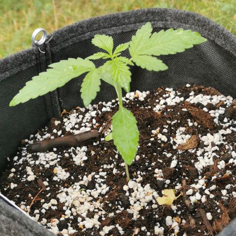 Auto Hindu Kush growlog timeline photo