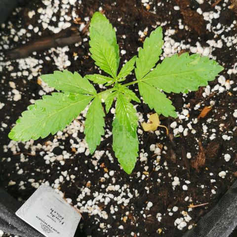 Auto Hindu Kush growlog timeline photo