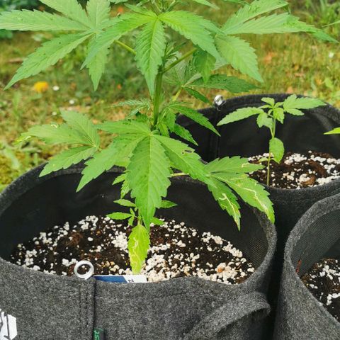 Stress Killer Automatic growlog timeline photo