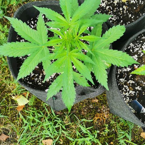 Stress Killer Automatic growlog timeline photo
