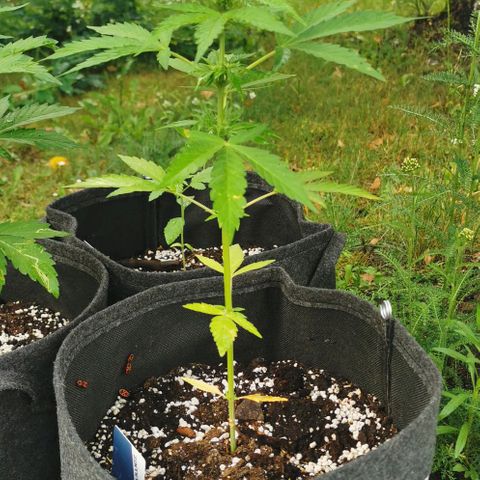 Auto Acid growlog timeline photo