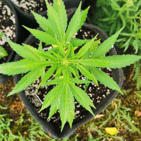 Auto Acid growlog timeline photo
