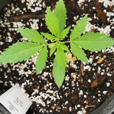 Auto Hindu Kush growlog timeline photo