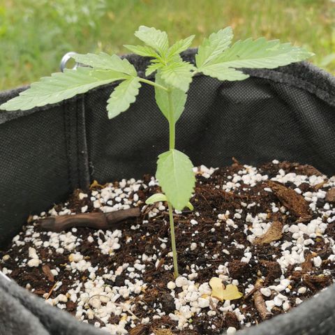 Auto Hindu Kush growlog timeline photo