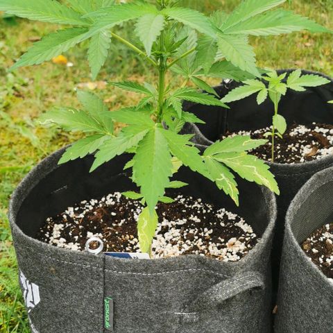 Stress Killer Automatic growlog timeline photo