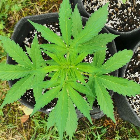 Stress Killer Automatic growlog timeline photo