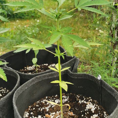 Auto Acid growlog timeline photo