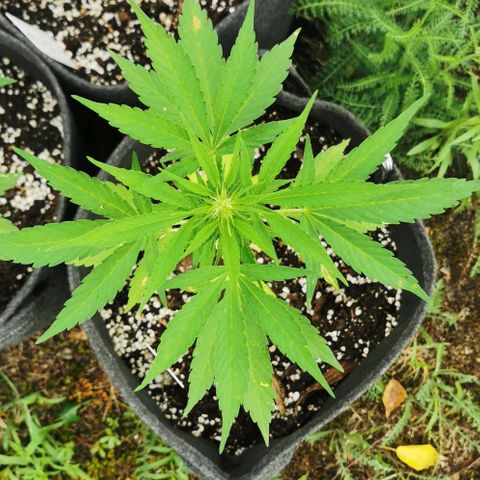Auto Acid growlog timeline photo