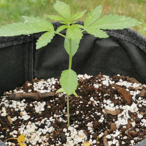 Auto Hindu Kush growlog timeline photo
