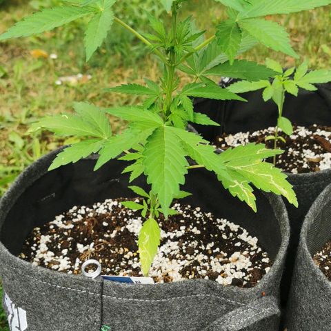 Stress Killer Automatic growlog timeline photo