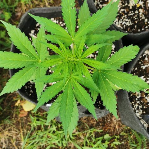 Stress Killer Automatic growlog timeline photo
