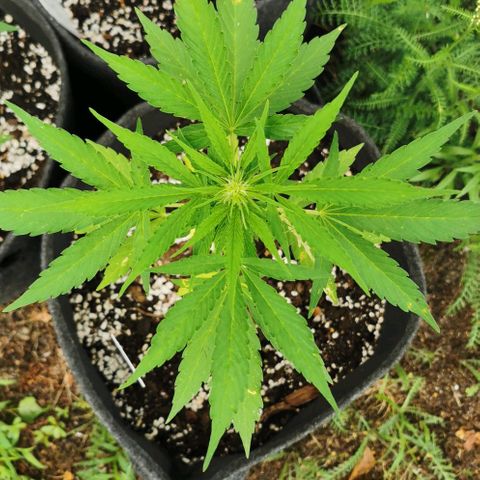 Auto Acid growlog timeline photo
