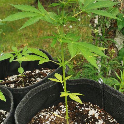 Auto Acid growlog timeline photo
