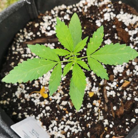 Auto Hindu Kush growlog timeline photo