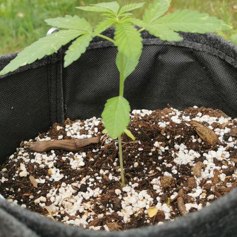 Auto Hindu Kush growlog timeline photo