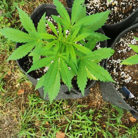 Stress Killer Automatic growlog timeline photo